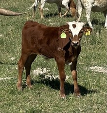 Delightful Surprise 25 steer