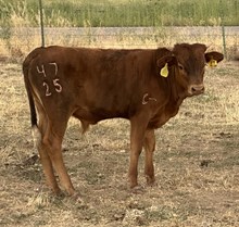 Daisy 25 bull