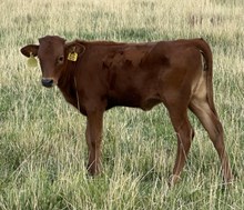 Pacific Texa 25 hef