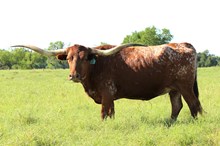 Brazos Missy Vixen 930