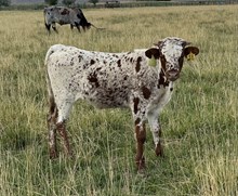 American Spice 25 steer