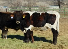Field of Dreams 18 bull