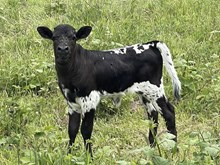 A&S Ferdinand