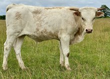 Miracle 24 Bull 