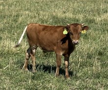 Touch of Red 25 steer