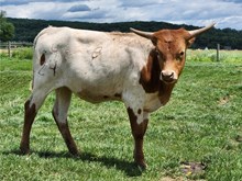 Heifer Calf 2